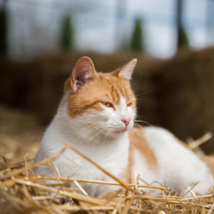 Cat Food & SuppliesCat