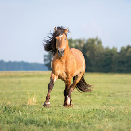 Horse Feed & SuppliesHorse