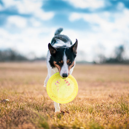 Dog Food & SuppliesDog