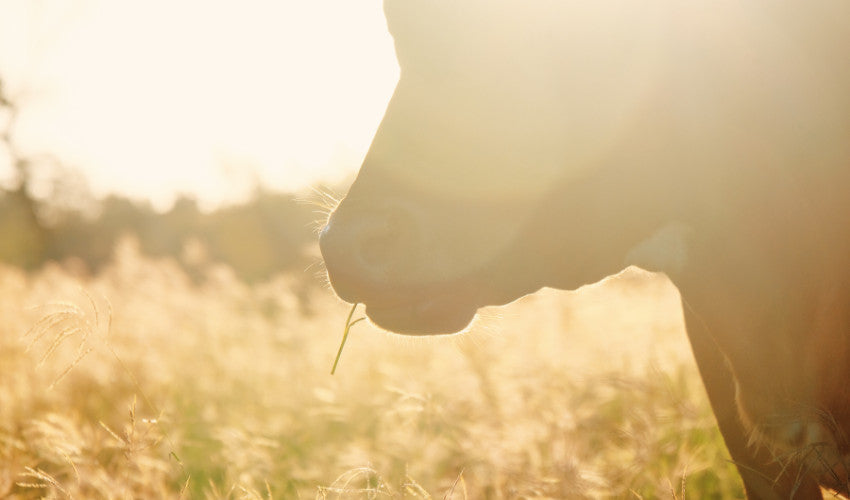 Managing Pasture Health in the Fall: Rotational Grazing and Soil Care