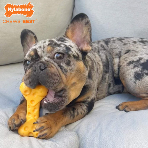 Nylabone Power Chew Cheese Dog Toy