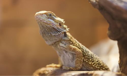 A bearded dragon sits on a branch, basking in warm light. Its rough skin and spiky beard are prominent, conveying a calm, serene demeanor.