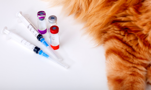 Syringes and vials with colorful caps are arranged next to the fluffy orange fur of a cat on a white background, conveying a veterinary care theme.