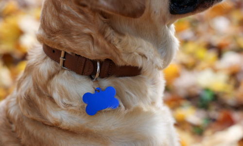 A close-up of a dog wearing a brown collar with a blue bone-shaped tag. The background is a blur of autumn leaves, hinting at a fall setting.