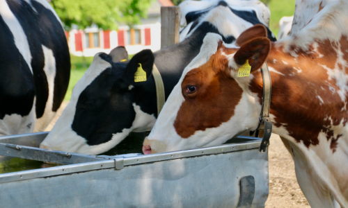 Two cows, one black-and-white and one brown-and-white, are drinking water from a metal trough on a sunny day, set against a rural backdrop.