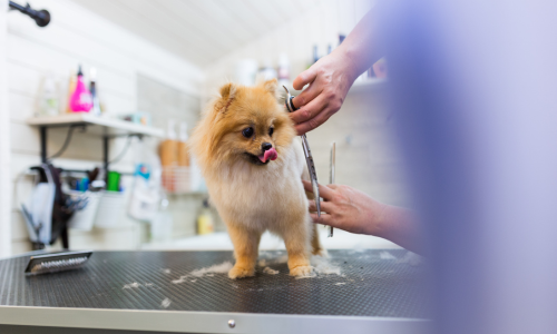 A fluffy Pomeranian dog stands on a grooming table in a salon, with a tongue-out expression. Hands in the background gently trim its fur, conveying a calm atmosphere.
