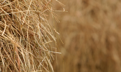 Close-up of a haystack, with dry, golden strands of hay forming a textured pattern. The background is softly blurred, creating a warm, rustic feel.