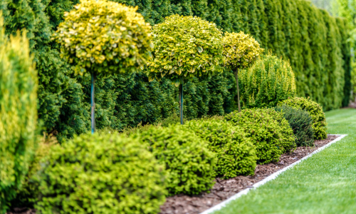 Manicured garden with neatly trimmed spherical shrubs and topiary trees lining a stone-bordered path. Green hedges create a serene, orderly backdrop.