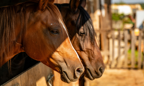 Two horses, a chestnut and a dark bay, stand side by side in a sunlit stable. Their heads are turned outward, gazing attentively into the distance.