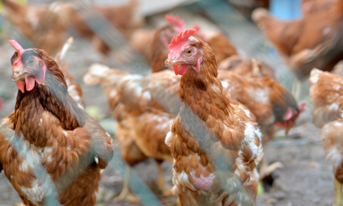 Several brown chickens with red combs are seen behind a wire fence. The setting appears to be a farm, conveying a rustic, busy atmosphere.