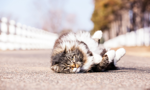 Fluffy cat lying on its back playfully on a sunlit pavement, with a blurred background of trees and a white fence. The scene conveys a carefree and relaxed atmosphere.