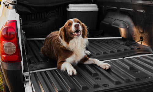 A happy brown and white dog lies in the bed of a pickup truck. The scene conveys a sense of adventure and companionship in an outdoor setting.
