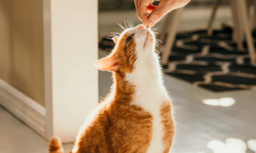 A ginger and white cat stands on a sunlit floor, reaching up for a treat from a person's hand. The scene is warm and inviting, with soft lighting.