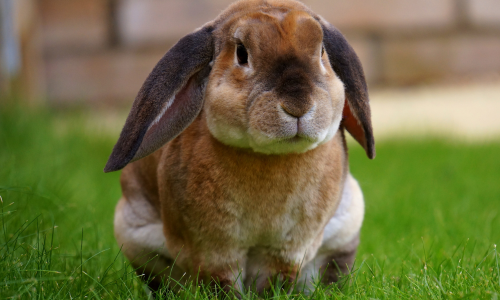 A fluffy brown rabbit with long ears sits on lush green grass, looking directly at the camera. The backdrop is a blurred brick wall, creating a calm atmosphere.