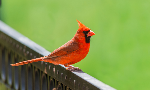 A vibrant red cardinal with a crest perches on a black metal fence against a soft, blurred green background, evoking a sense of calm and nature.