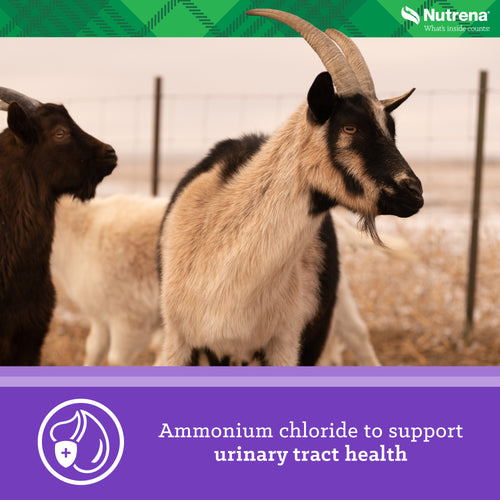 Nutrena® Goat Medley