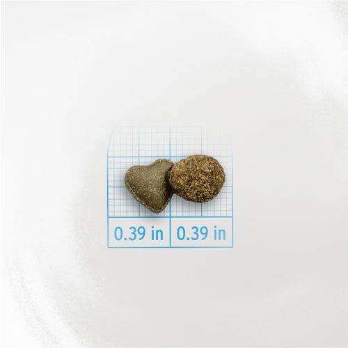 Forza10 Intestinal Dry Cat Food for Sensitive Stomachs & Digestive Support, Fish Flavor
