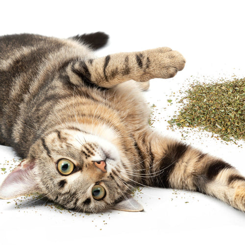 SmartyKat USDA Certified Organic Catnip