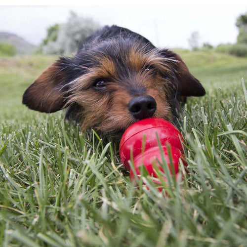 KONG Liver Easy Treat for Dogs